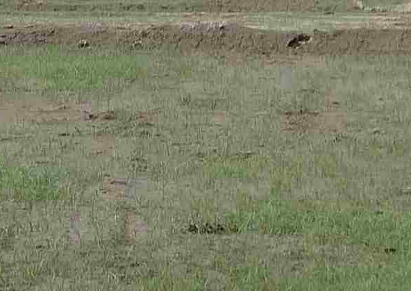 60 Sq. Yard Plot in Sector 150 Noida
