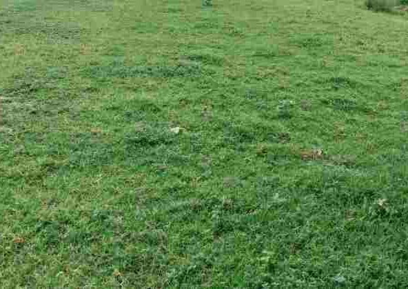 Commercial Land for Sale in Faridabad